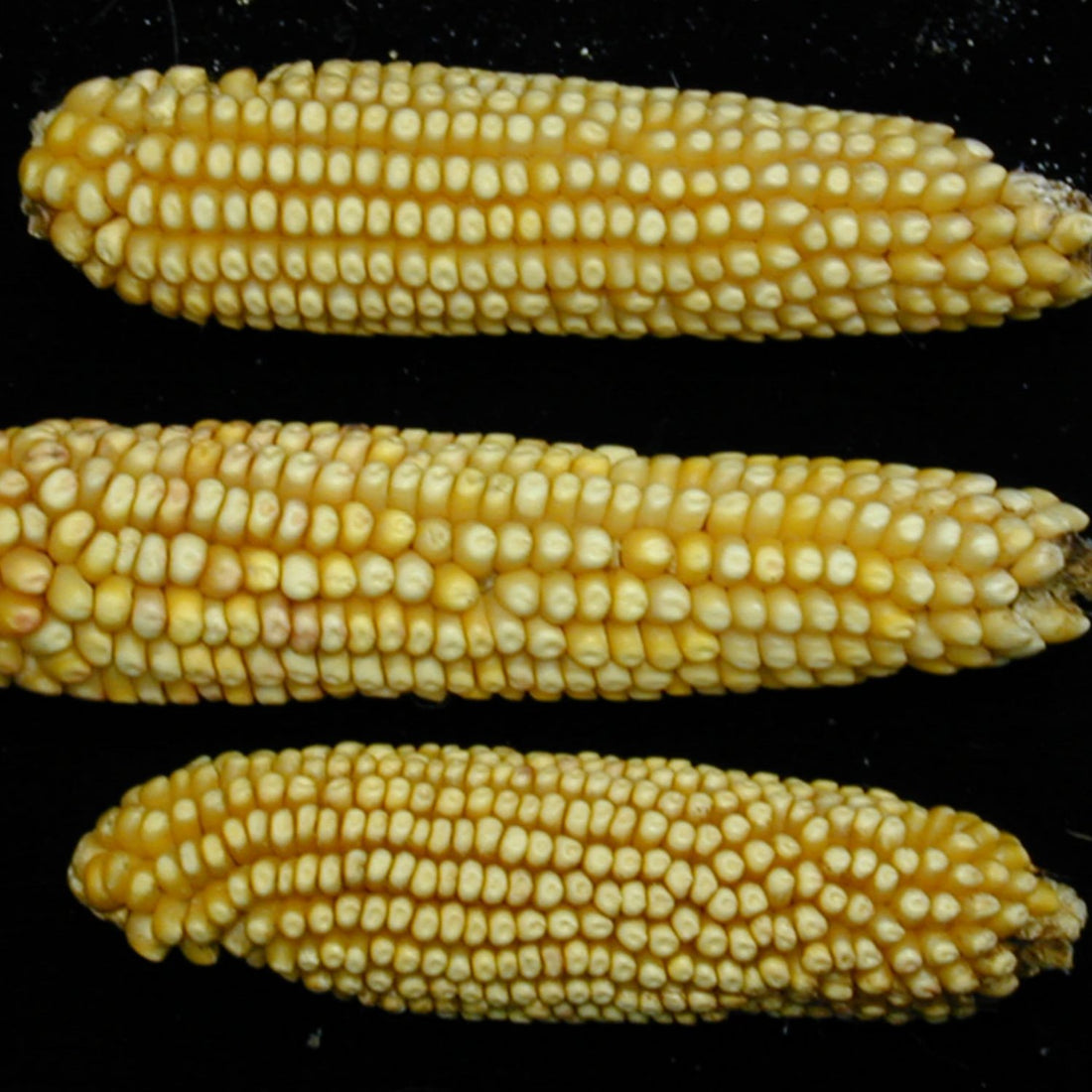 Seeds NativeSeedsSearch