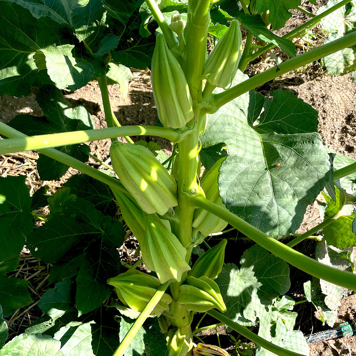 plant okra seeds in ground Beck's Gardenville Okra – Native-Seeds-Search