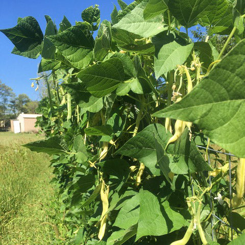 Black String Bean from Hopiland – Native-Seeds-Search