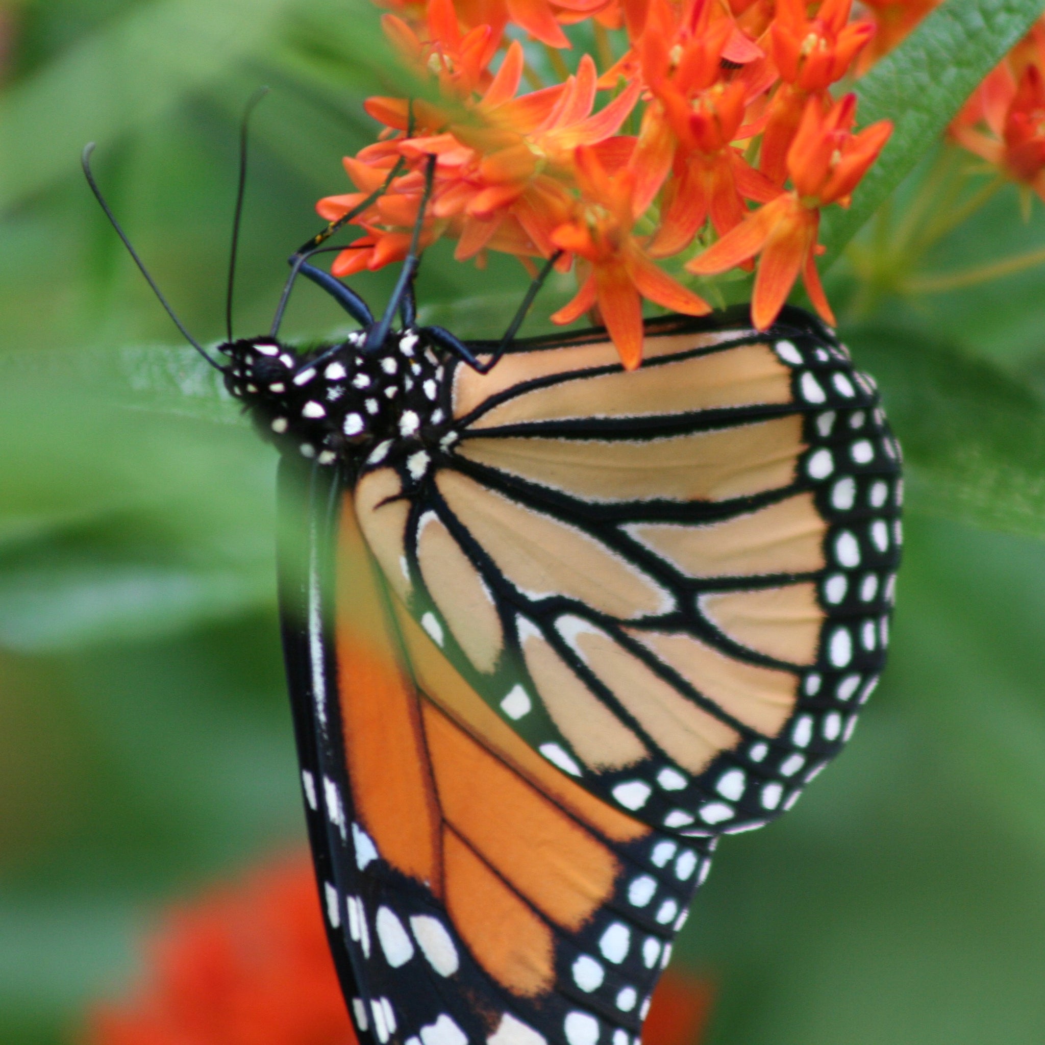 Butterfly Weed NativeSeedsSearch