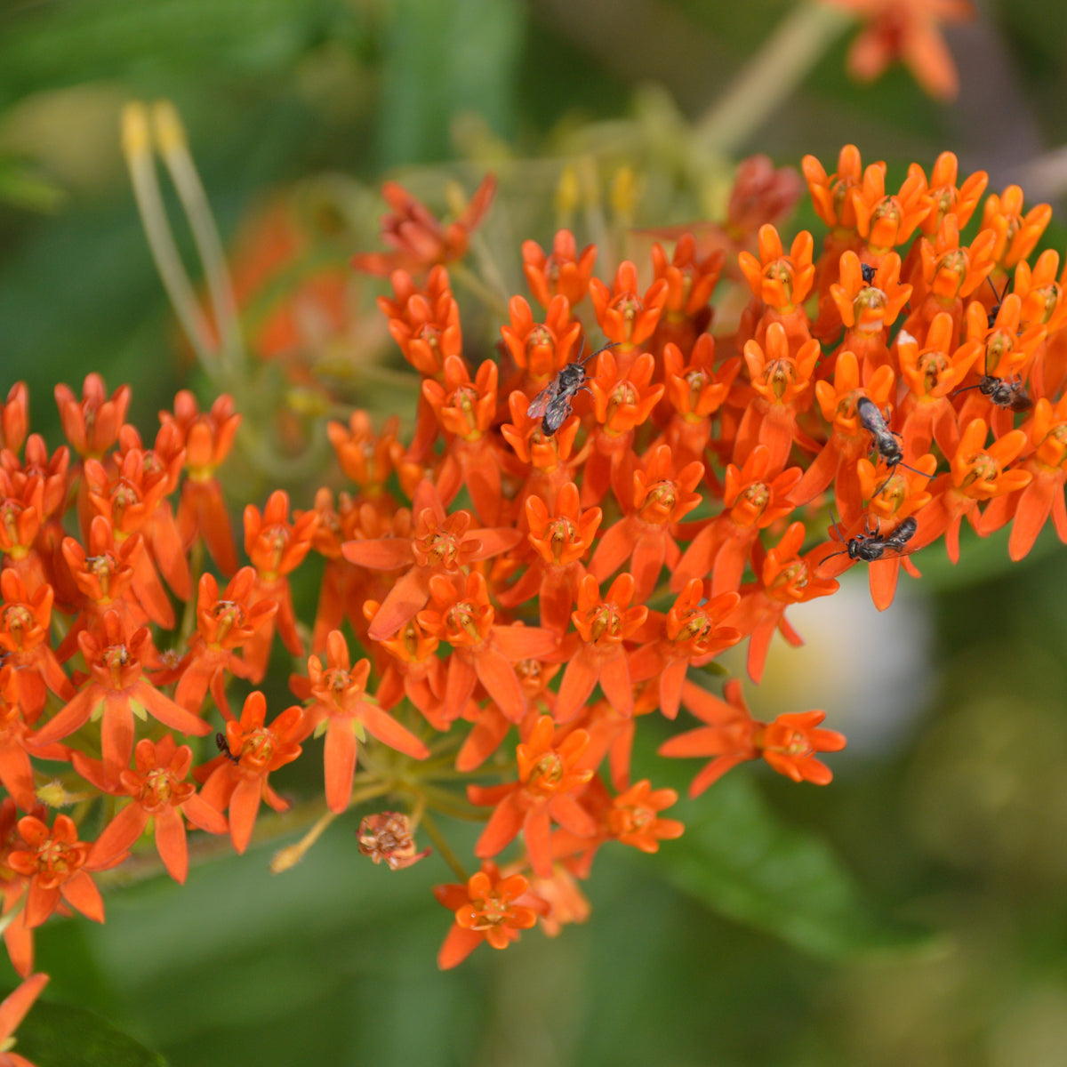 Butterfly Weed – Native-Seeds-Search