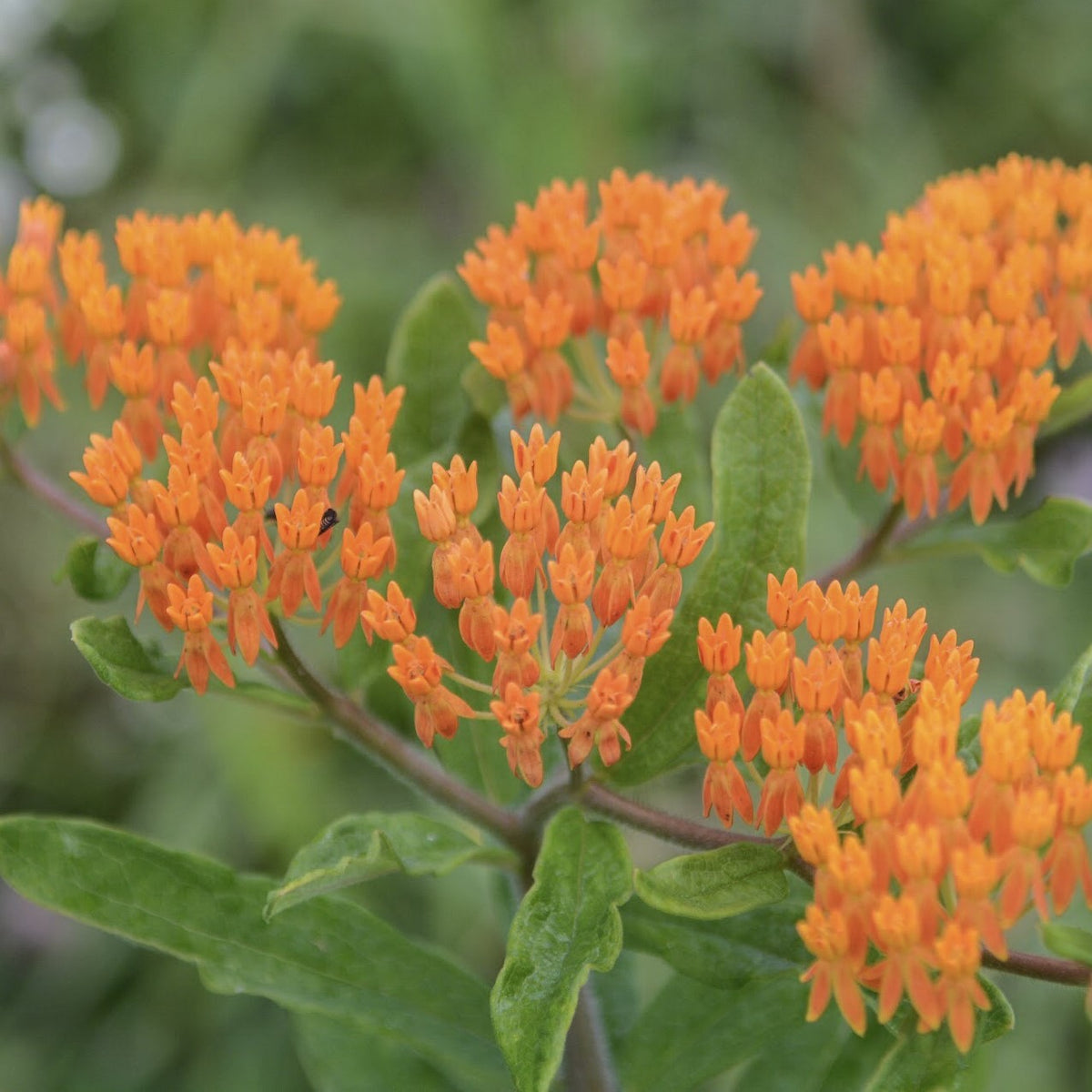 Butterfly Weed NativeSeedsSearch