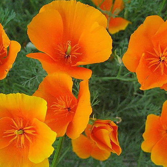 An annual wildflower native to the western US and Mexico.  The state flower of California.  Showy, 1-3 inch, four-petaled flowers open only on sunny days in the spring.  Orange to yellow in color.  Drought tolerant, self-seeding, and easy to grow in gardens.  Prefers well drained soil and full sun. Plant in the Fall.