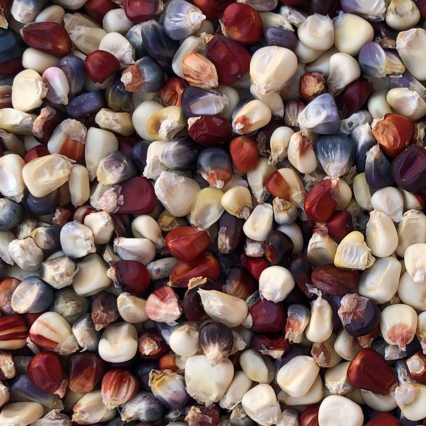 Zea mays.  A beautiful and productive mix of red, white, blue, yellow, orange and chinmark kernels on medium (11") length ears. Great for making chicos, masa, pinole, or polenta.  Originally collected at the Casados Farm in El Guique, New Mexico in 1994. From our Seed Bank Collection.  Origin: high desert, about 5500' elevation Includes mostly flour type kernels, with some flint and dent as well Plants grow to about 6 feet Seed Saver Size includes info on corn pollination and seed saving details. 