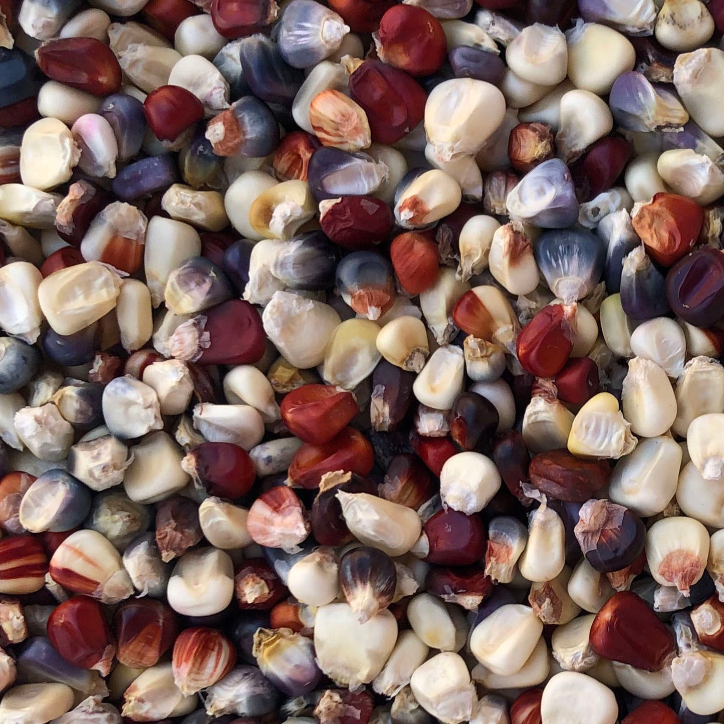 Multicolor Maize Seeds > Corn - Flour/Flint – Native-Seeds-Search