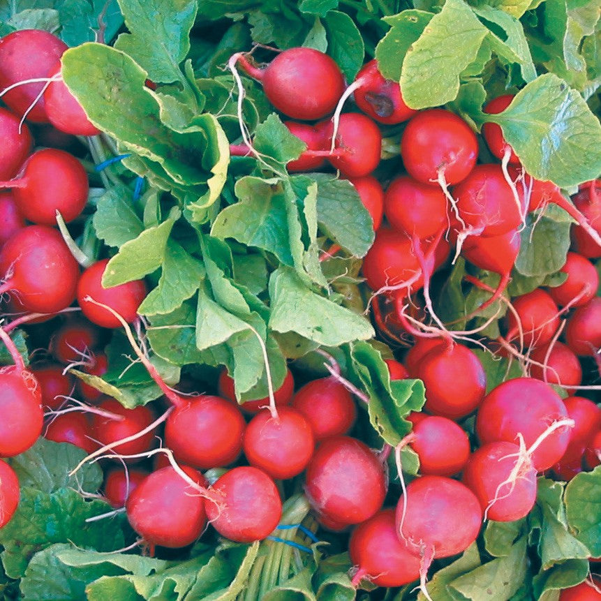 A cluster of bright red radishes with green leaves.