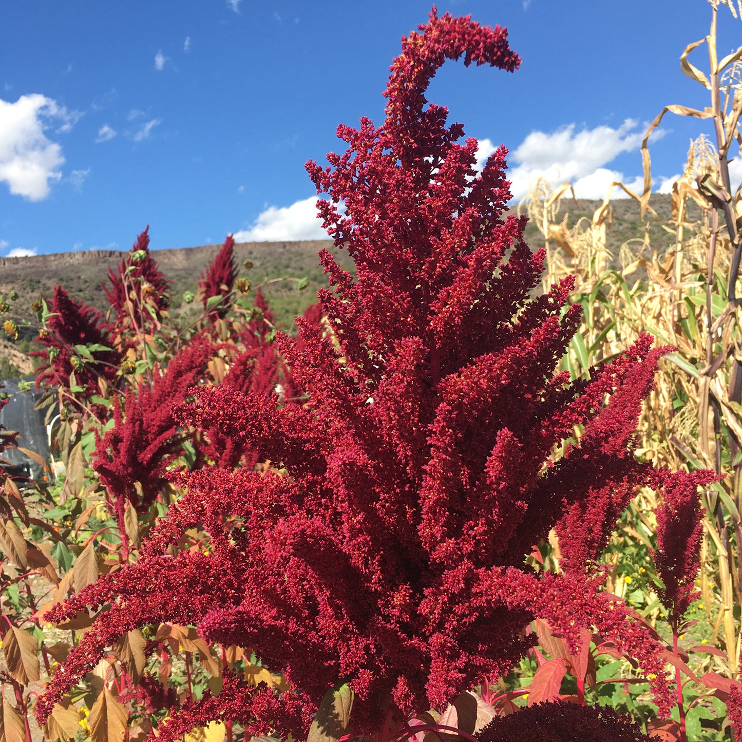 Amaranthus cruentus.  From the heart of the Chihuahuan desert in Mexico, this beautiful amaranth variety is also called Sangre de Castilla, the "Blood of Noble Spain." The black seeds are edible and the leaves are used as greens. The plants can grow 5 to 8 feet tall in good soil. From our Seed Bank Collection.