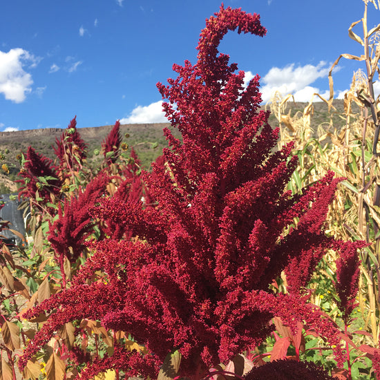 thumbnail image 2 of Red Spike, Amaranthus Seeds | Urban Farmer 2 of 11