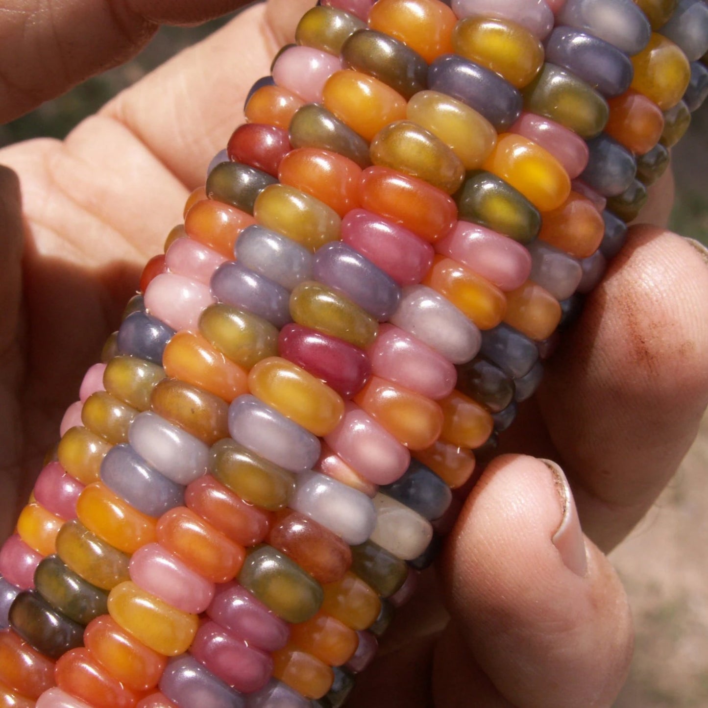 Glass Gem Corn Seeds – 10+ Count, Multicolored, Very Easy To Grow, Annual, Full Sun