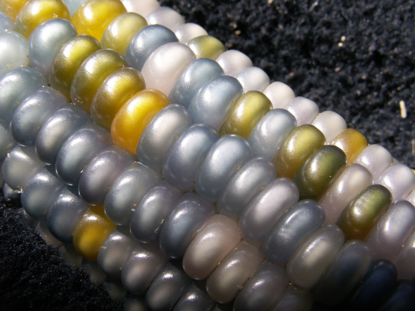  Glass Gem Indian Corn Heirloom Seed - The Most Beautiful Corn  in the World! : Corn Plants : Patio, Lawn & Garden
