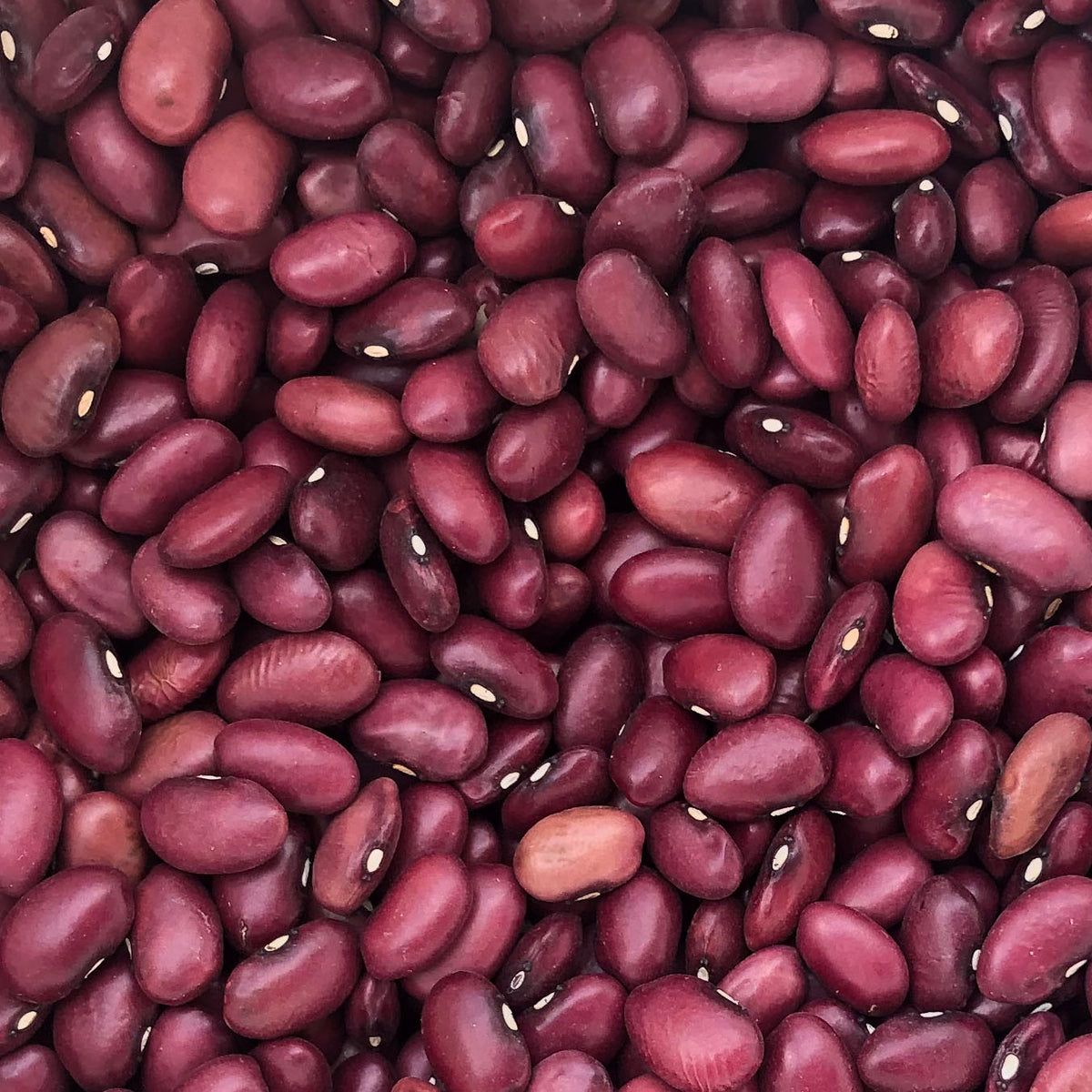 Colorado Red NativeSeedsSearch