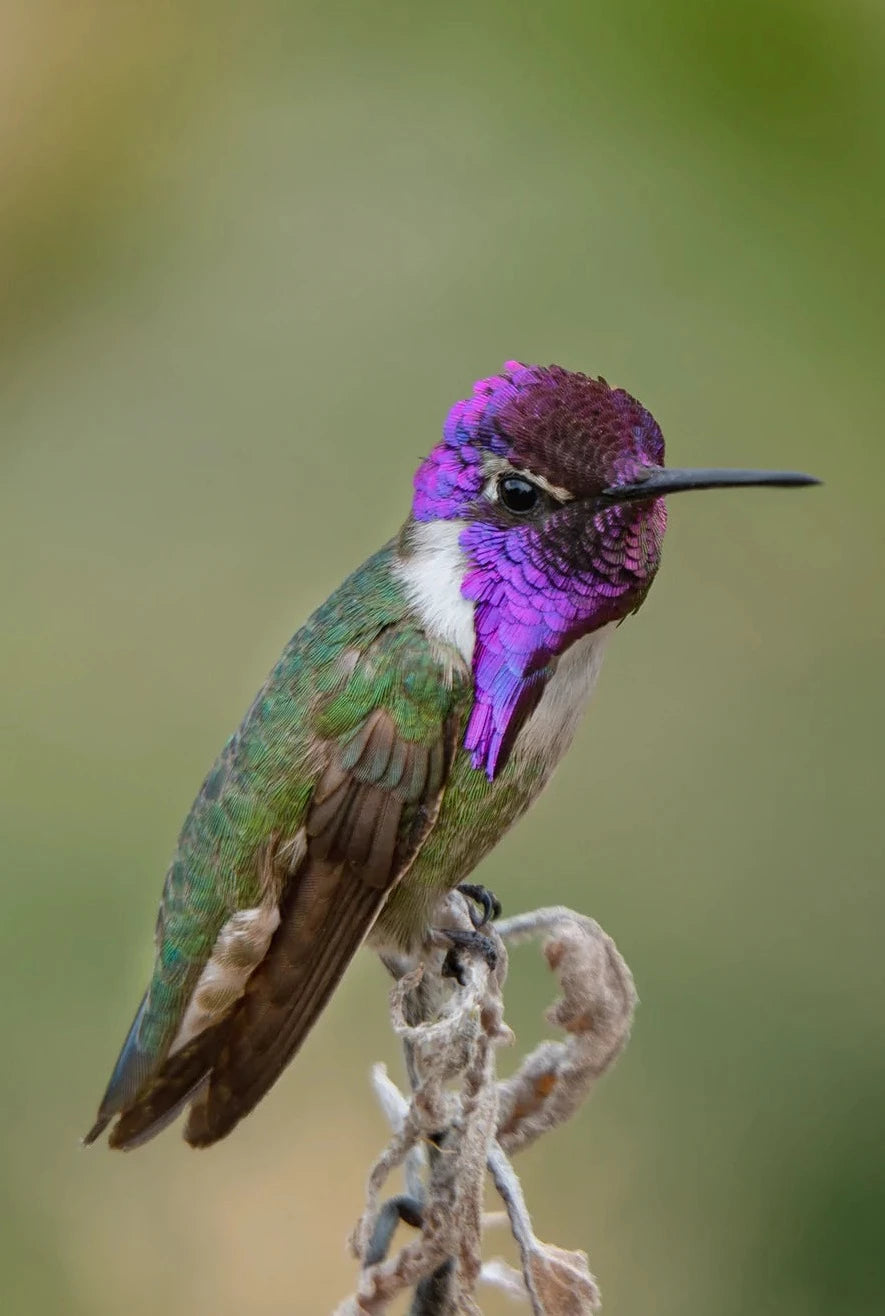 A Costas Hummingbird with a shiny purple face looking into the camera perched on top of a dry desert marigold leaf
