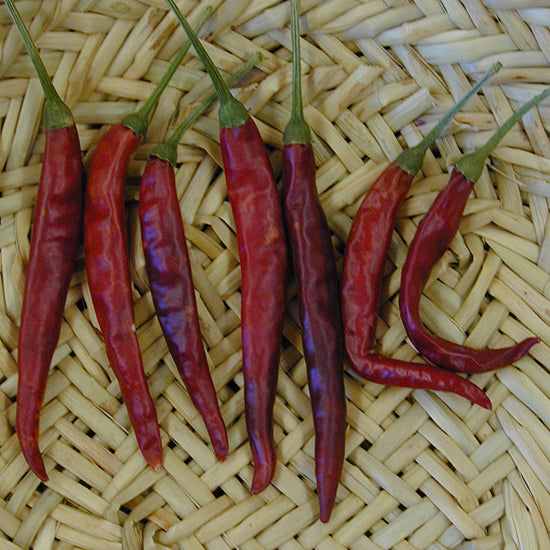southern chihuahua chile pepper