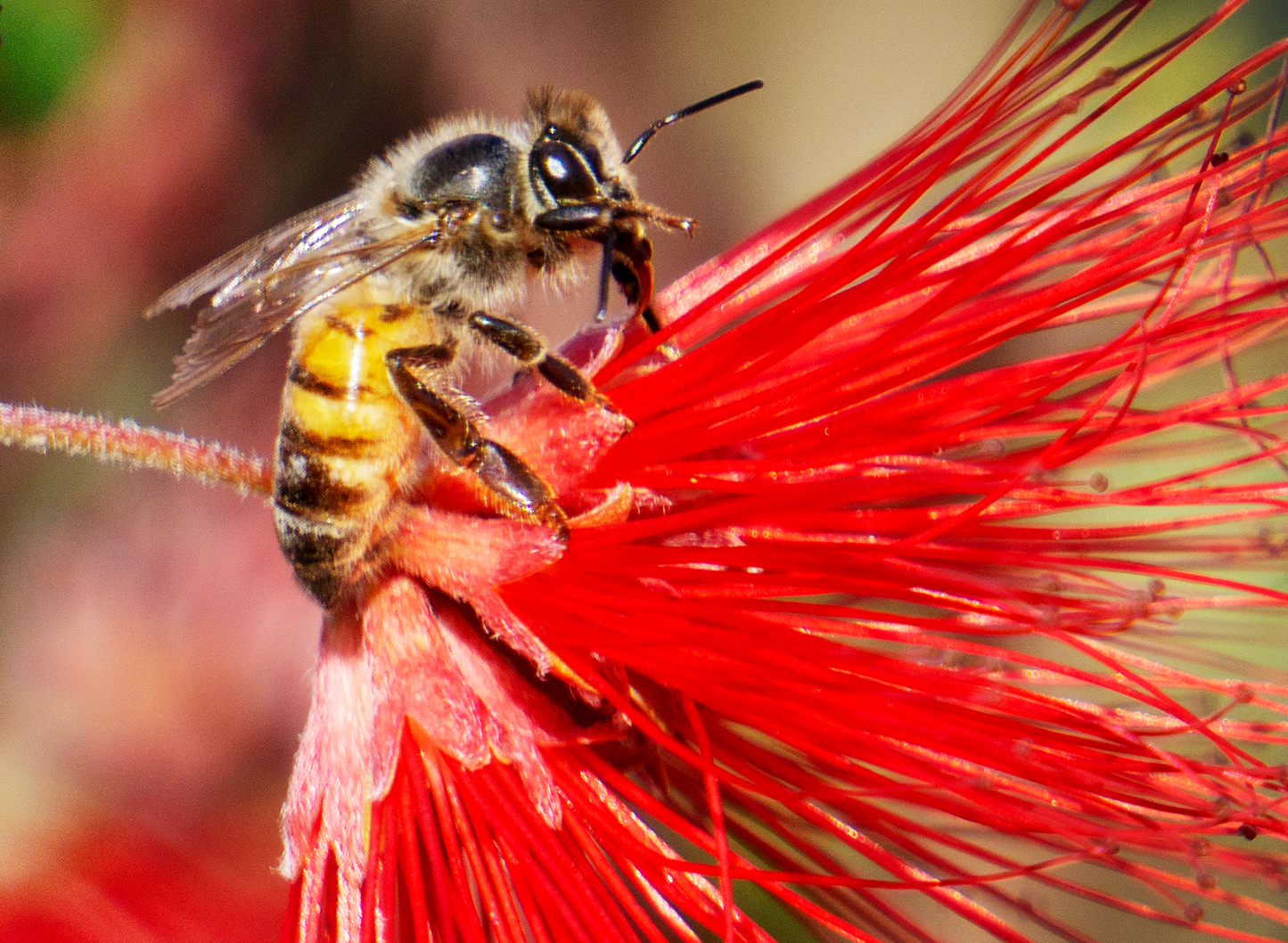 Honey Bee, Fairy Duster Card by Joan Fox