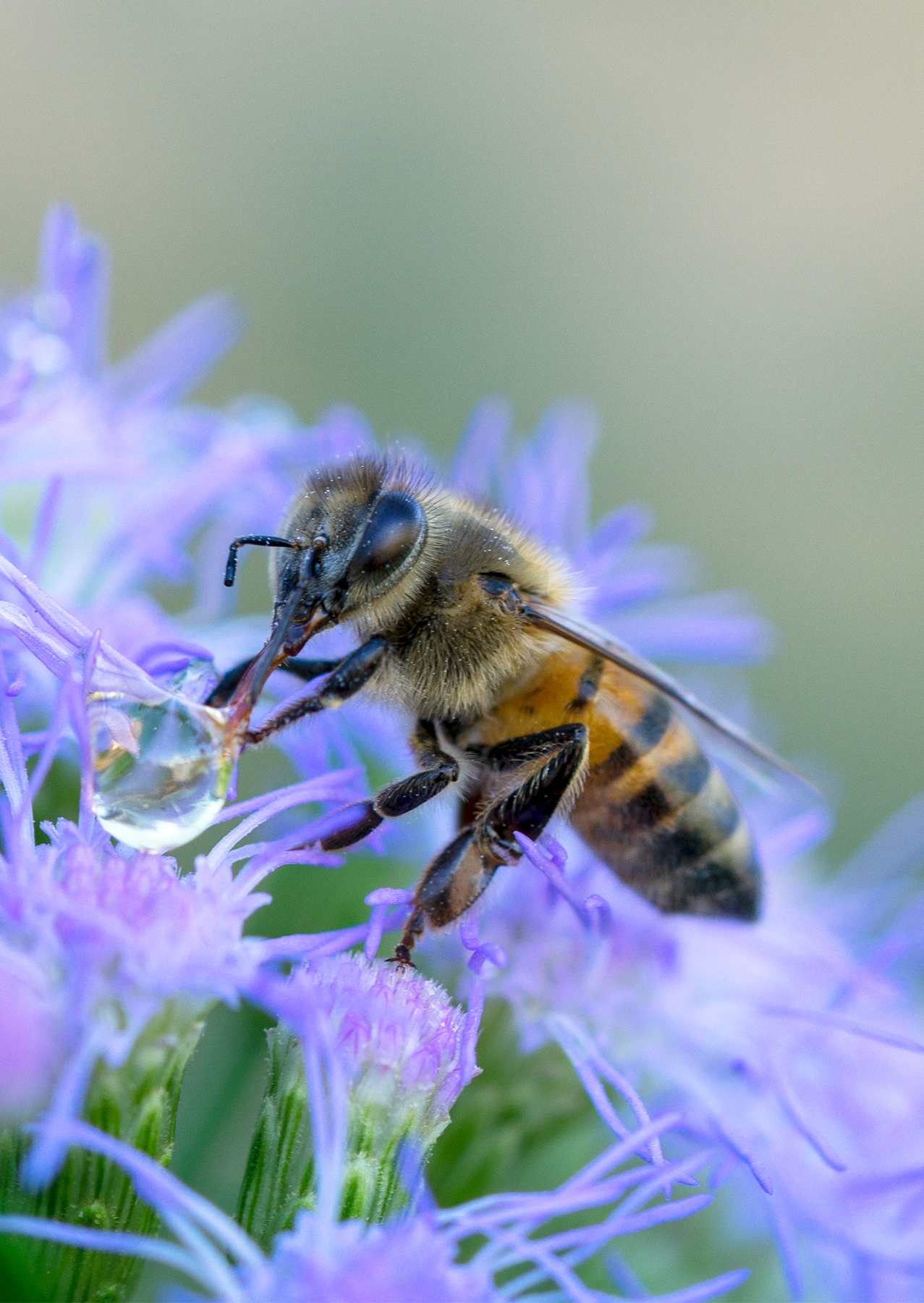 Honey Bee, Blue Mistflower Card by Joan Fox