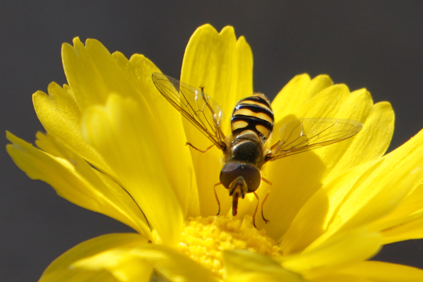 Flowerfly, Brittlebush Card by Joan Fox