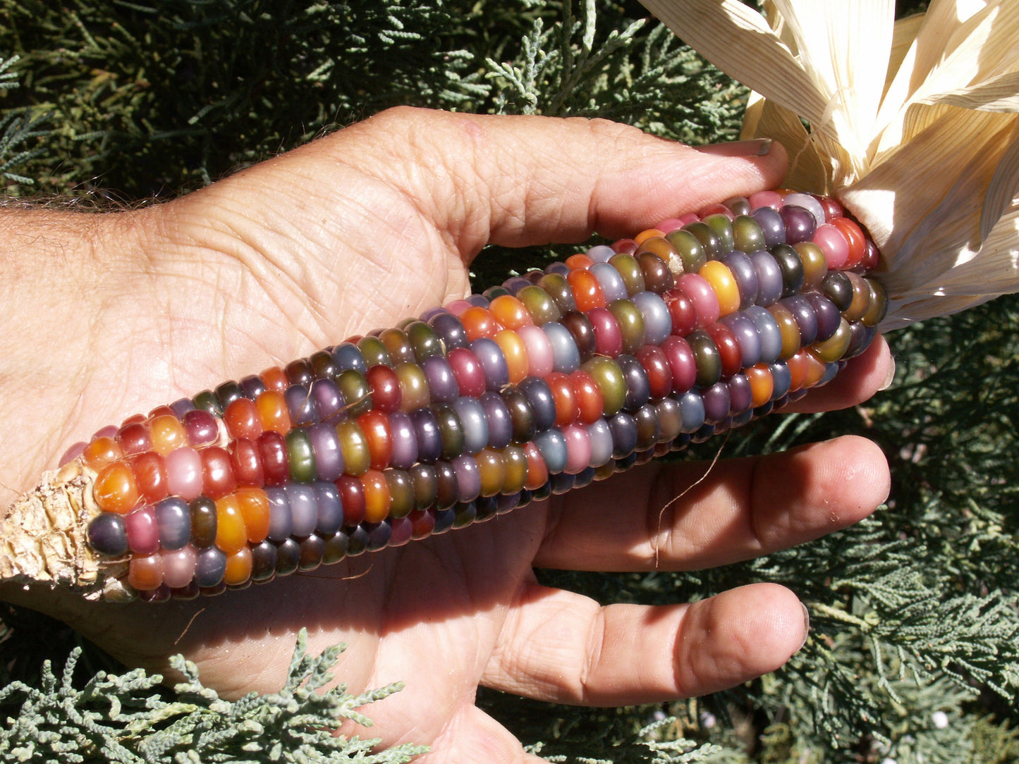 Glass Gem Corn, Glass Gem, Carl's Glass Gem, Carl's Glass Gem Corn ...