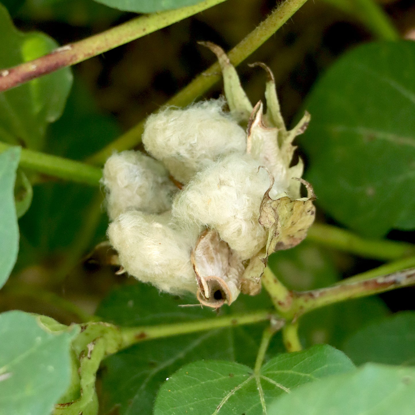 cotton plant seeds for sale Davis Green Cotton – Native-Seeds-Search