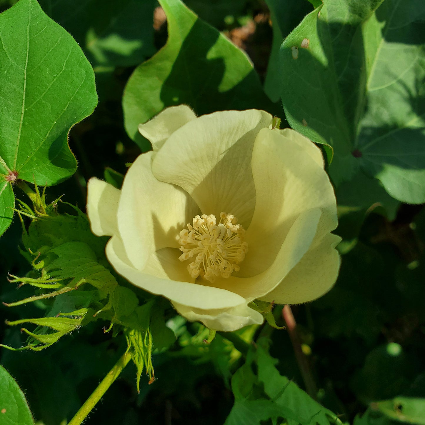 where to buy cotton seeds for planting Davis Green Cotton – Native-Seeds-Search