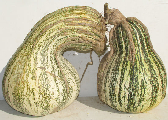 Load image into Gallery viewer, Navajo Cushaw (Tail Squash)
