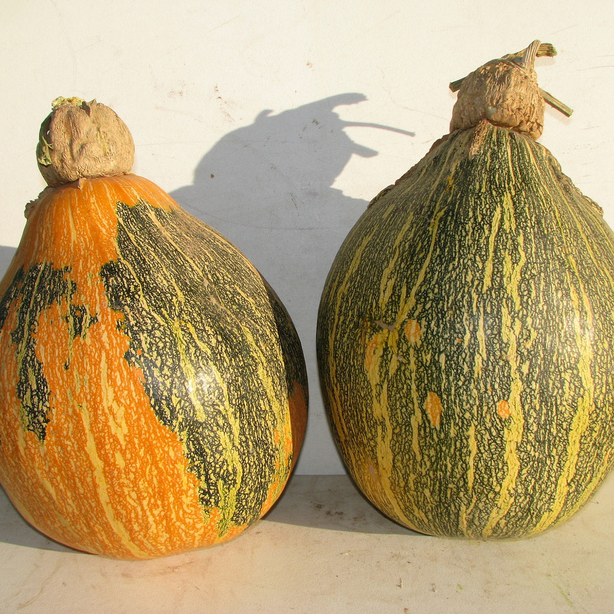 Giant squash from the sancarlos apached reservation in arizona green striped, sometimes with patches of brilliean orange.