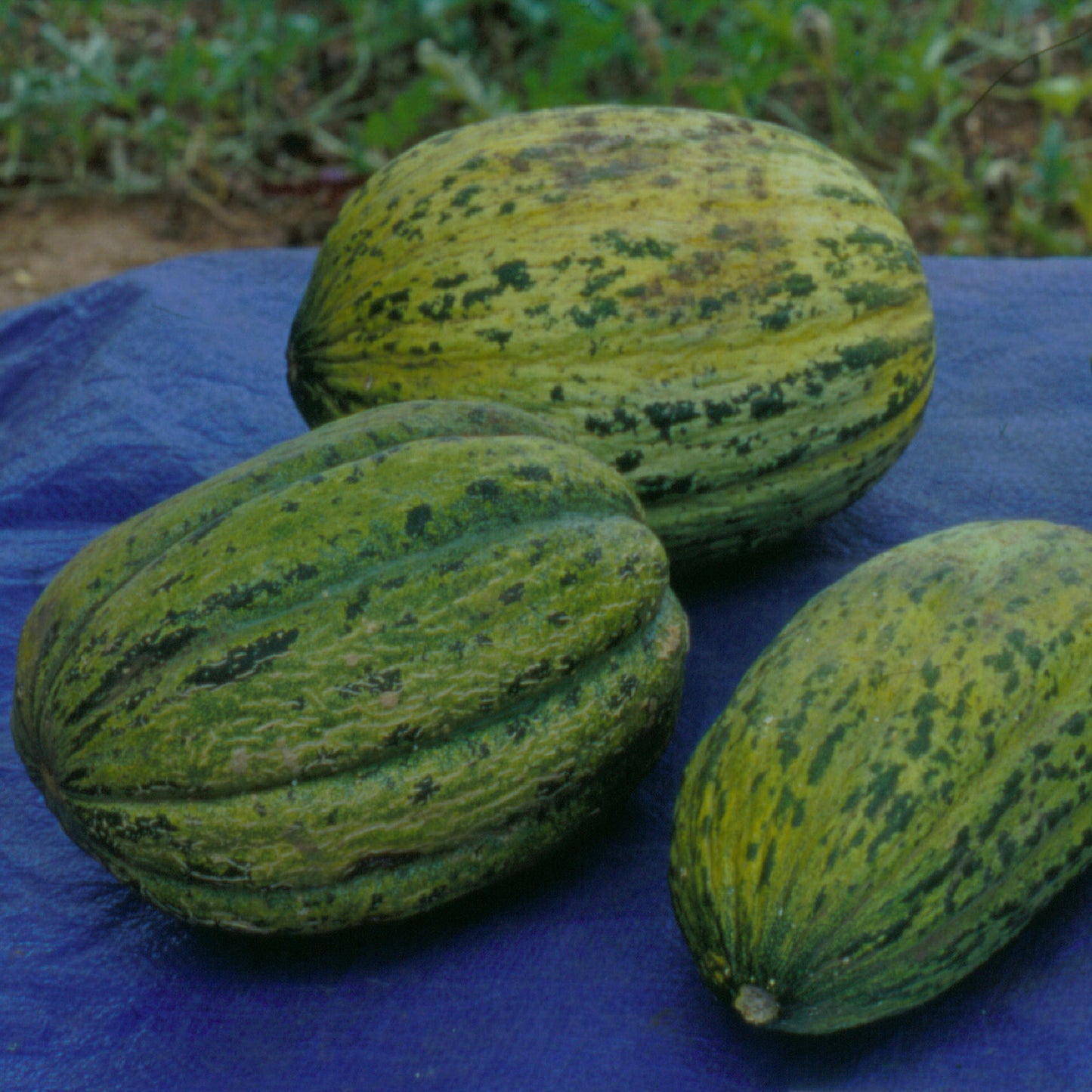 ARCHAEOLOGY OF FRUITS & VEGETABLES - Honeydew Melon (Casaba) - Chef's  Mandala