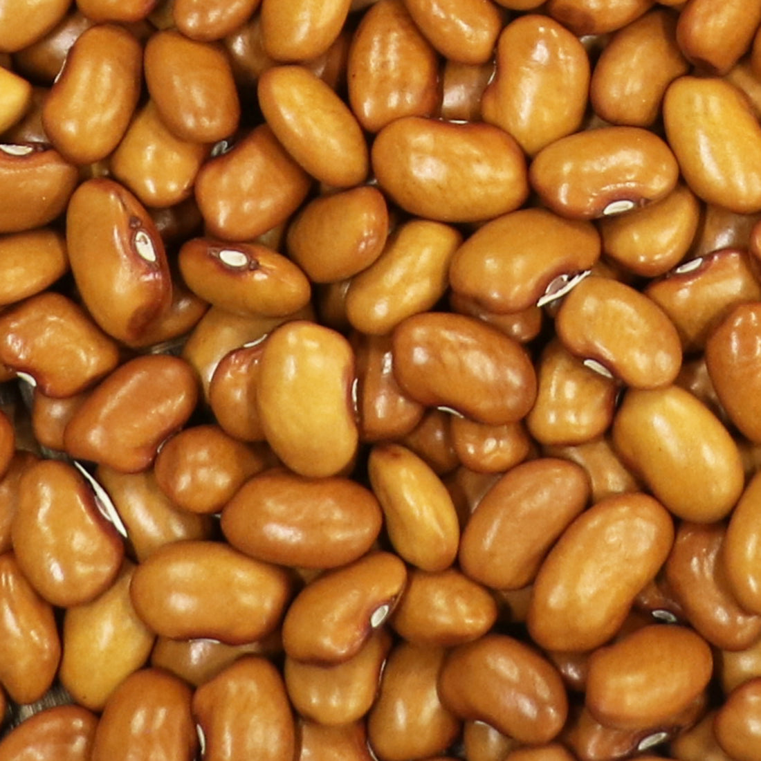Seeds > Beans - Common – Native-Seeds-Search