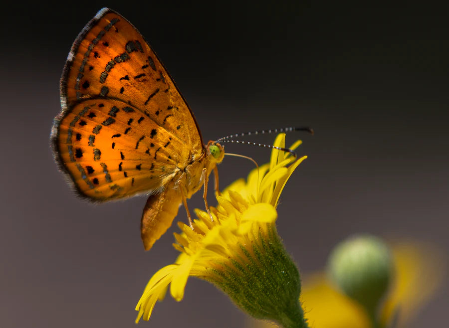 5x7 in blank card with fatal metalmark butterfly on a yellow sow thistle flower