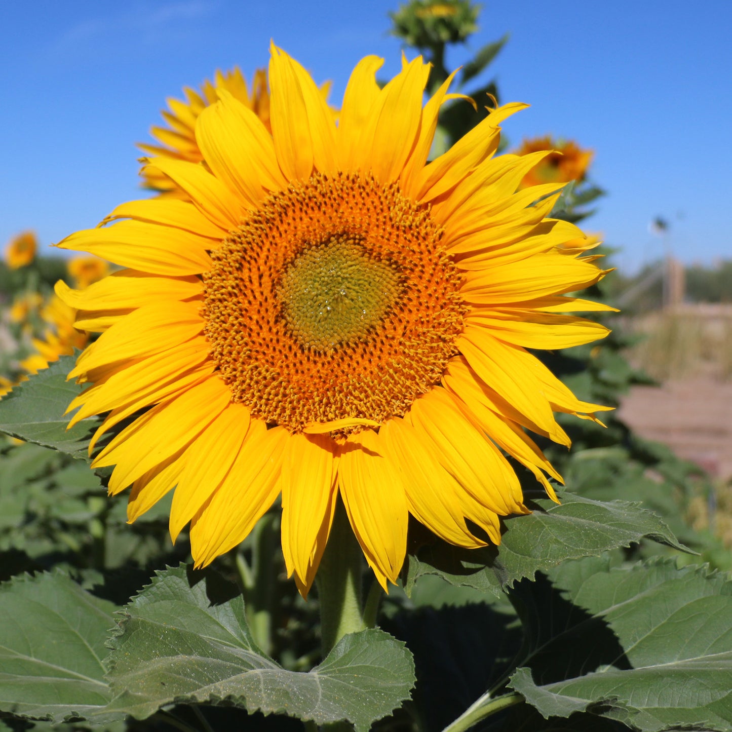 Sunflower Sunflower Plant Seeds