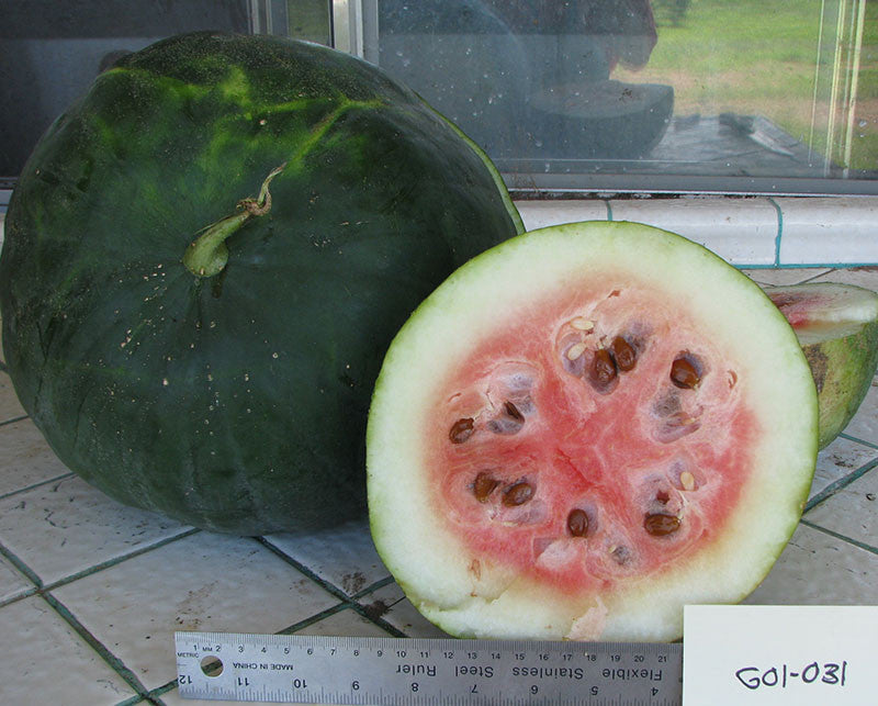 Native Watermelon Seeds > Watermelons – Native-Seeds-Search