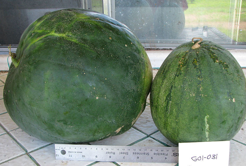 Native Watermelon Seeds > Watermelons – Native-Seeds-Search