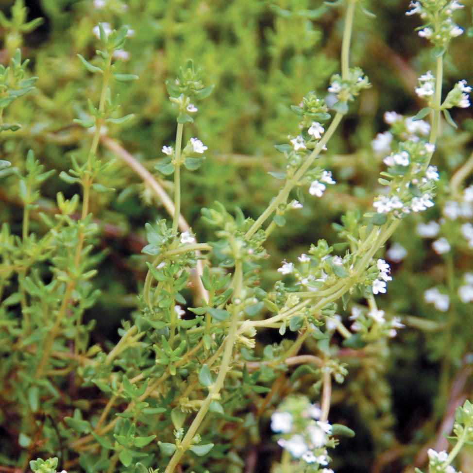 Load image into Gallery viewer, Thymus vulgaris. Thyme is one of the most popular culinary herbs. Aromatic leaves and small, pink flower spikes on a short, creeping plant. Thyme has a long history of medicinal use: thyme oil is antiseptic, thyme tea is mineral-rich, anti-spasmodic.  Not from our seed bank collection, but your purchase supports our conservation mission.  6-12&amp;#39; tall. Organically grown.  Approx. 0.1g/100 seeds per packet.
