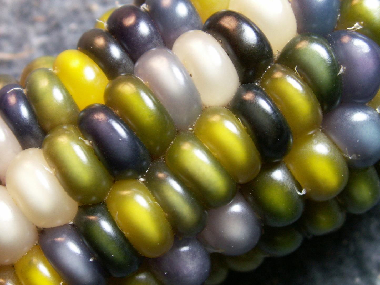 Glass Gem Corn, Glass Gem, Carl's Glass Gem, Carl's Glass Gem Corn ...