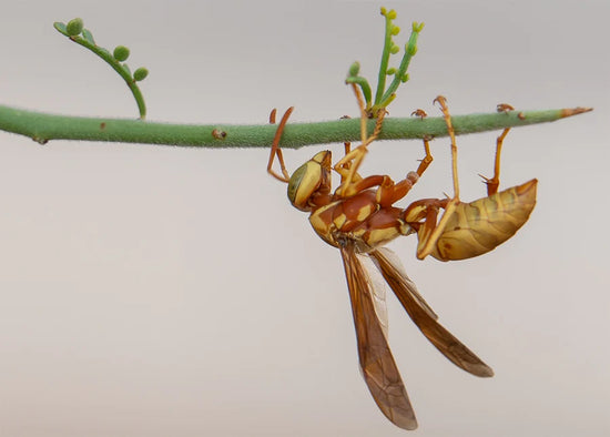 Golden Paper Wasp, Palo Verde Tree Card by Joan Fox