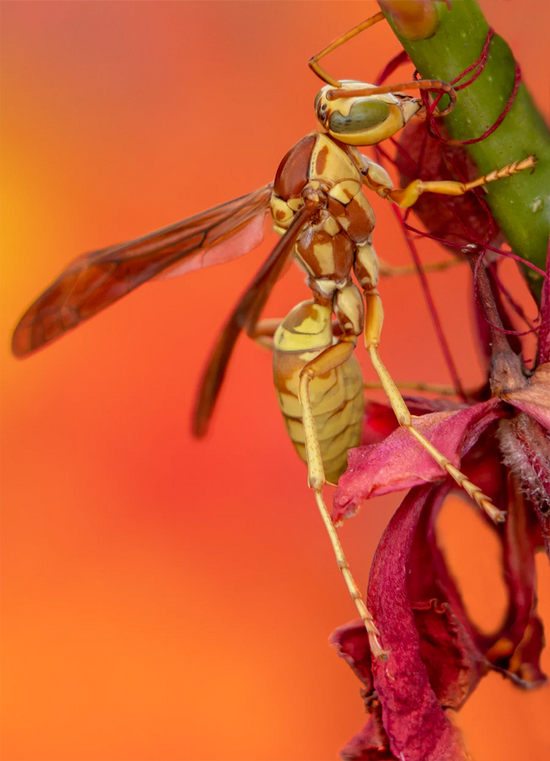 Golden Paper Wasp, Red Bird of Paradise Card by Joan Fox