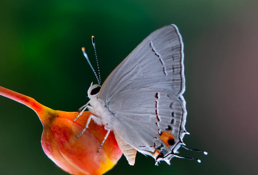 Load image into Gallery viewer, Gray Hairstreak, Red Bird of Paradise Card by Joan Fox
