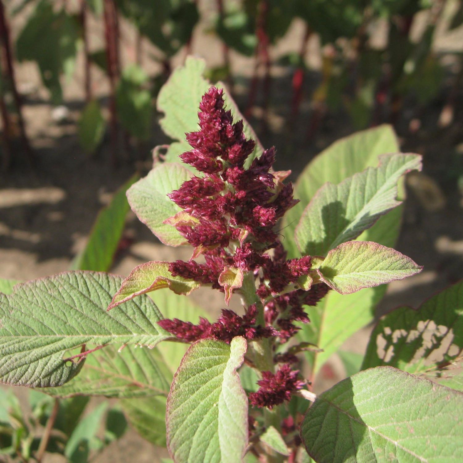 Seeds > Amaranth – Native-Seeds-Search
