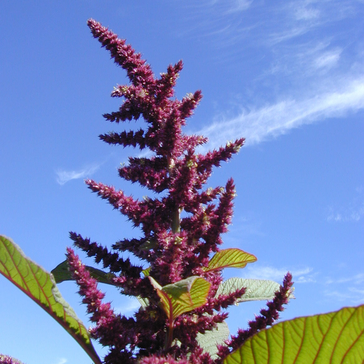 Guarijio Guegui – Native-Seeds-Search