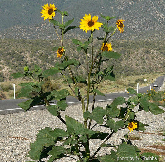 planting sunflower seeds in arizona Common Sunflower