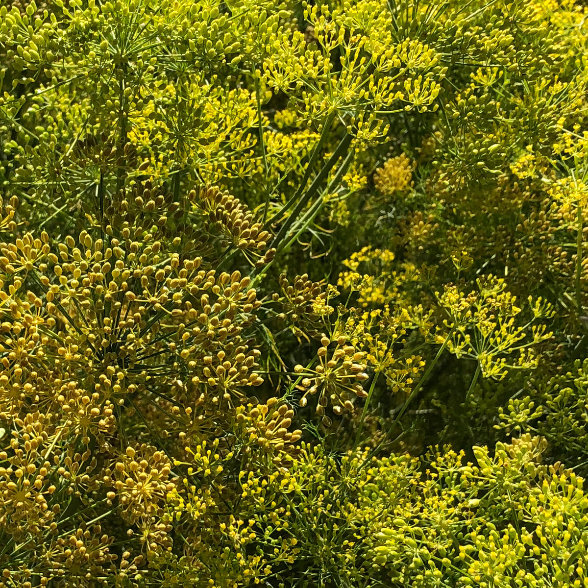 Anethum graveolens. Hinojo. Dill from a Mayo garden in Piedras Verdes, Sonora, Mexico. Used medicinally for stomach aches. The feathery leaves have a mild dill flavor. The seeds have a stronger dill flavor and would be good for pickling. From our Seed Bank Collection.  Origin: low desert, 656' elevation 3-5' tall. Plant in the cool season in the low desert.  A great plant to have in your garden to attract beneficial insects.  Approx. 0.25g/100 seeds per packet.