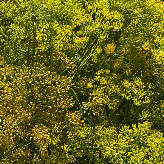 Load image into Gallery viewer, Anethum graveolens. Hinojo. Dill from a Mayo garden in Piedras Verdes, Sonora, Mexico. Used medicinally for stomach aches. The feathery leaves have a mild dill flavor. The seeds have a stronger dill flavor and would be good for pickling. From our Seed Bank Collection.  Origin: low desert, 656&amp;#39; elevation 3-5&amp;#39; tall. Plant in the cool season in the low desert.  A great plant to have in your garden to attract beneficial insects.  Approx. 0.25g/100 seeds per packet.
