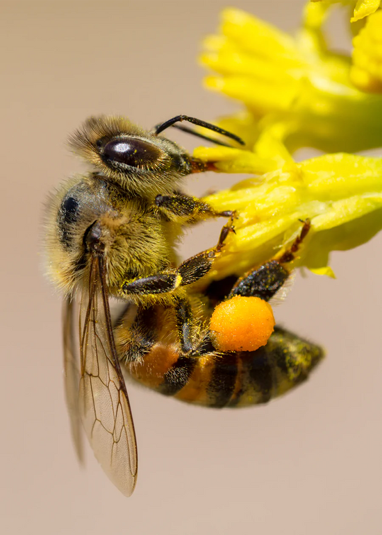 Honey Bee, Thimblehead Card by Joan Fox