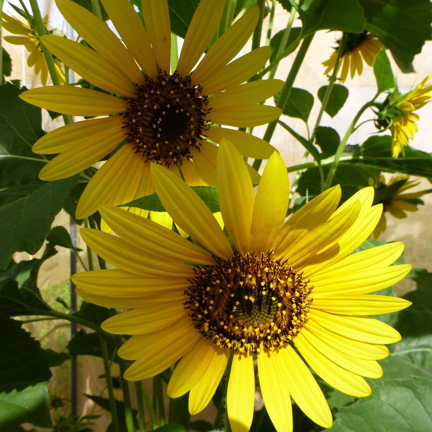 hopi branched sunflower