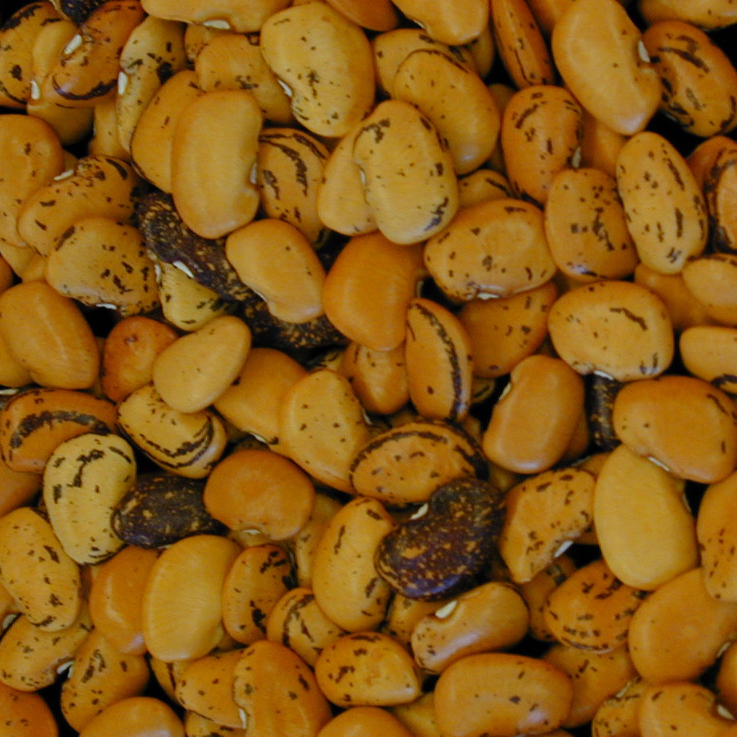 Lima Rima Native Indigenous Seeds > Bean: Lima – Native-Seeds-Search