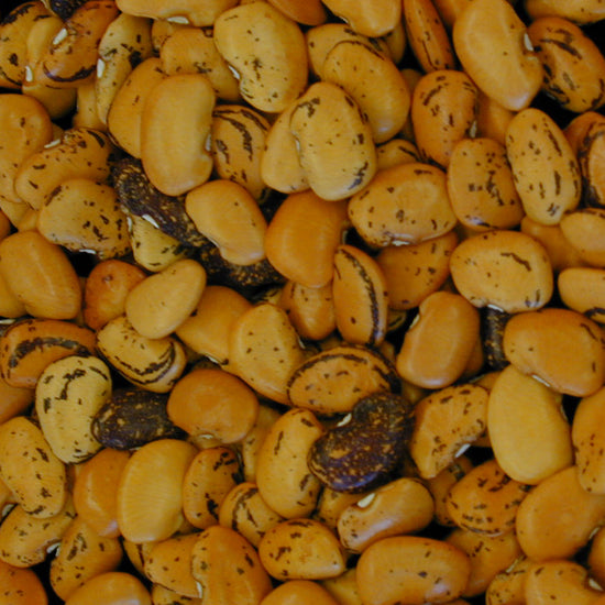 Hopi Yellow lima beans
