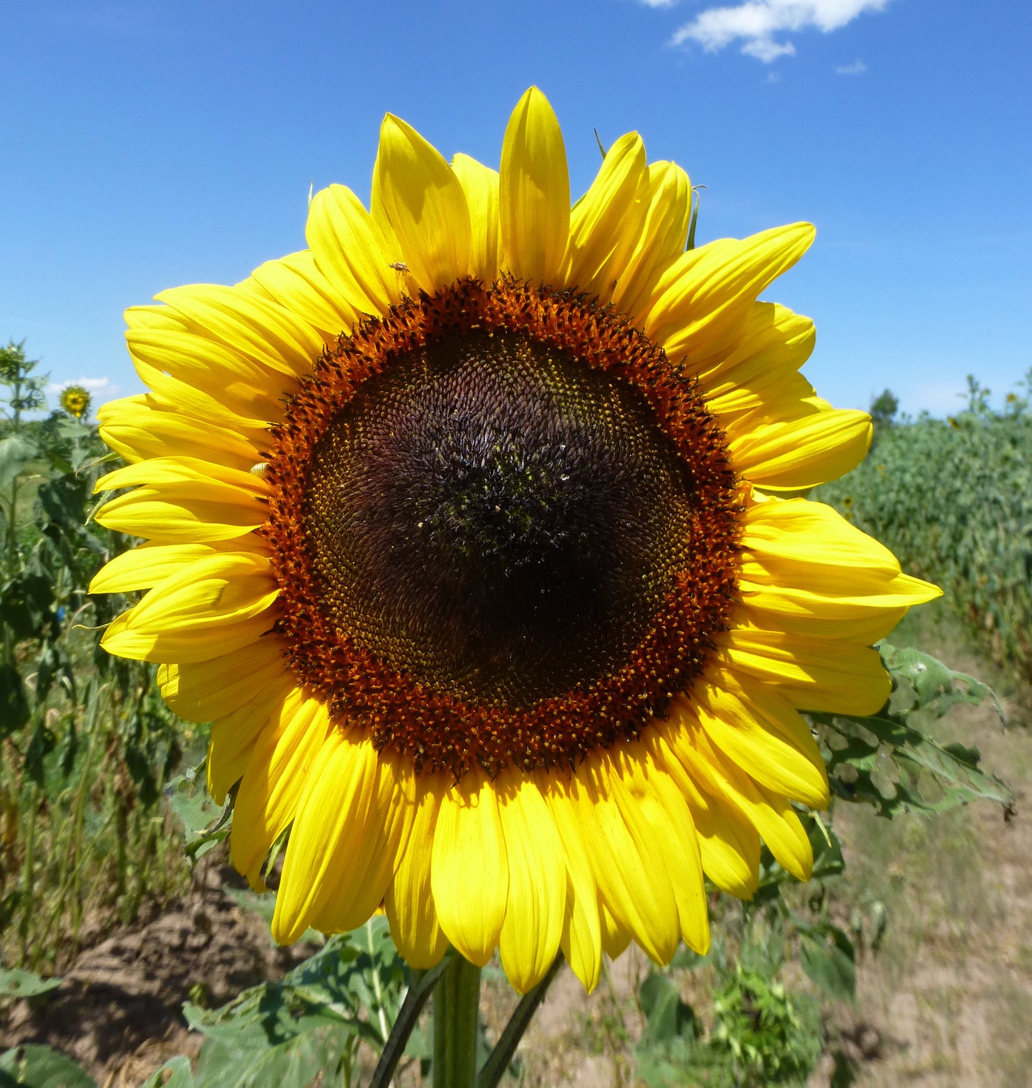 small sunflower seeds for planting Havasupai Small-seeded – Native-Seeds-Search