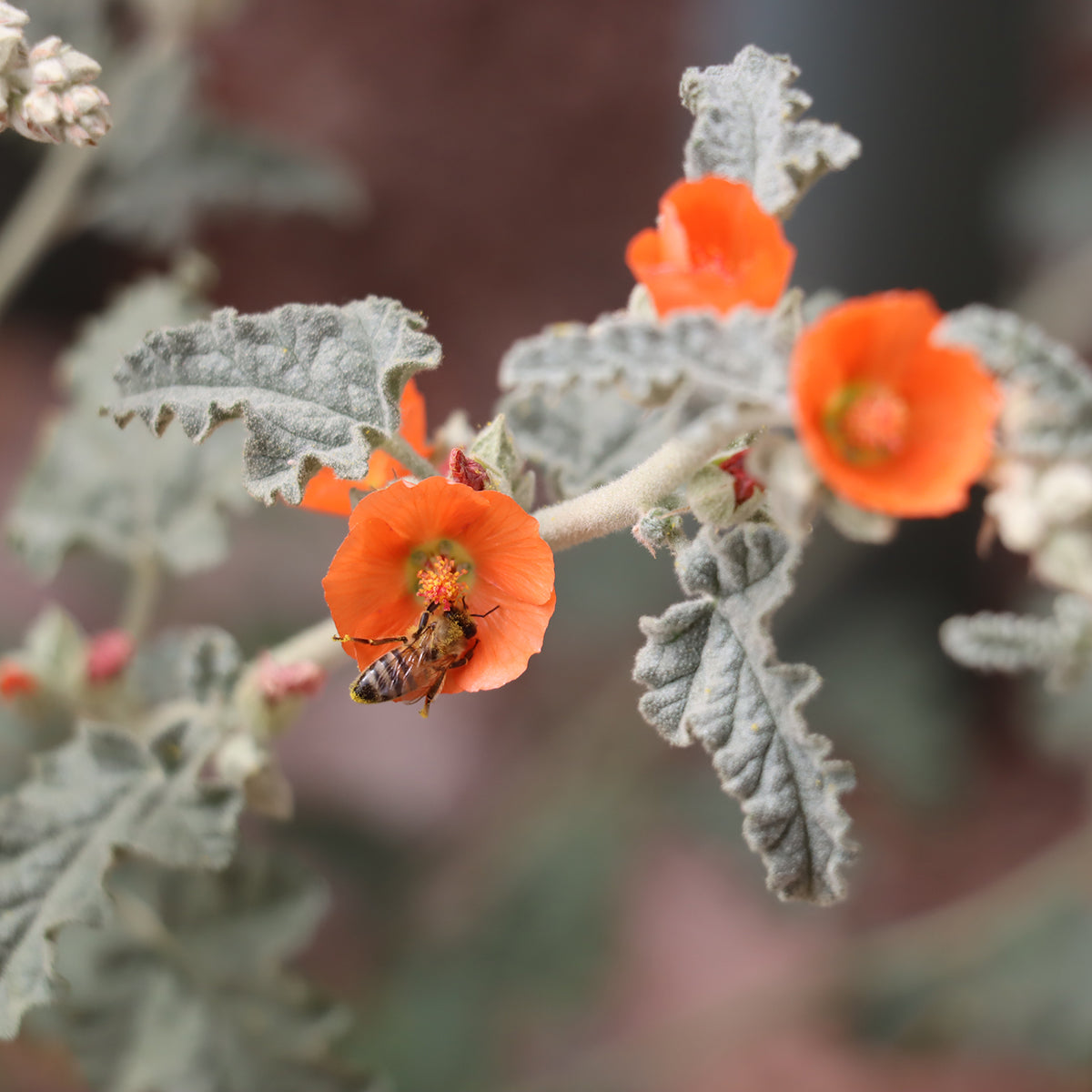 Load image into Gallery viewer, A perennial shrub native to the Sonoran Desert.  Blooms March through April and the nectar is a great source for honey bees.  The plants are 2-4 ft tall and are equally wide. The abundant flowers are apricot to orange.  Plant in fall to early spring.  Prefers soil with good drainage.  Elevation 0 - 5000ft
