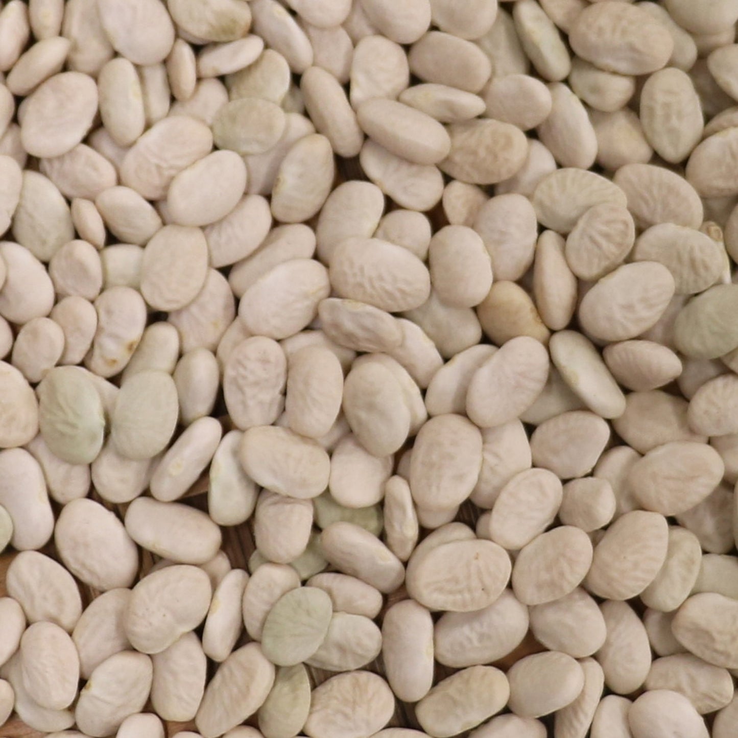 kickapoo white tepary beans