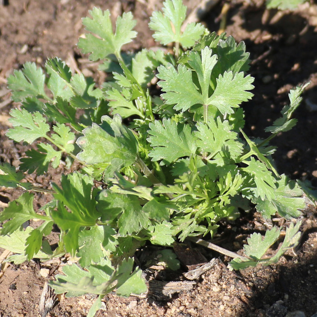 Magdalena Cilantro – Native-Seeds-Search