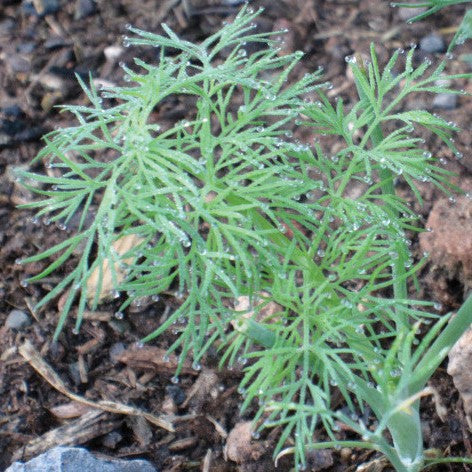 Mammoth Dill – Native-Seeds-Search